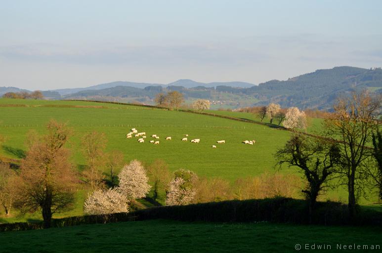 ENE-20130423-0038.jpg - Vareilles (Saône-et-Loire)